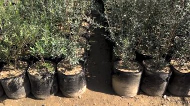 Bitki yetiştirme serasında zeytin ağacı fidanları yetiştiriliyor.