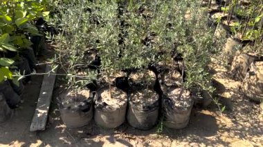 Çocuk odasında yetişen küçük zeytin bitkileri.