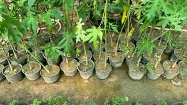 Plastik bebek torbalarında yetişen Papaya fideleri