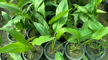 Vinç çiçeği veya cennet kuşu (Strelitzia reginae) çocuk odasında satılık küçük bitkiler