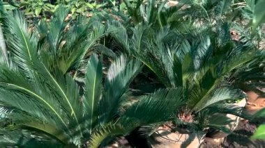 Cycas revoluta (sago palmiye, kral sago, sago cycad, Japon sago palmiyesi) bitkilerin yetiştirildiği yerde satılıktır.
