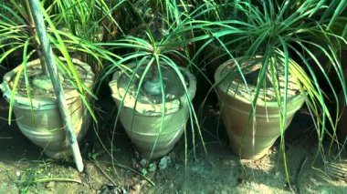 Beaucarnea nolina palmiyelerini bitkilerin fidanlığında büyük kil kaplarda yineliyor.