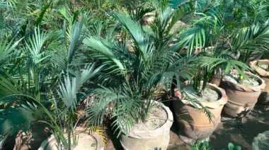 Cycad ya da Cycas bitkileri büyük kil kaplarda bitki yetiştirme evlerinde
