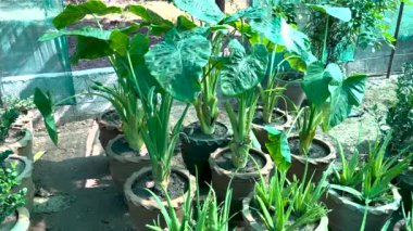 Alocasia ya da jumbo dik fil kulakları büyük çömleklere ekilir.