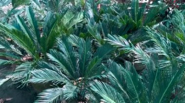 Sago kral palmiye bitkileri satılık.