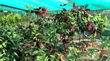 Çin Crotonu (Excoecaria cochinensis) serada yetişen bitkiler