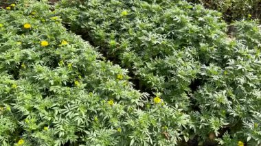 Marigold ya da Calendula çiçeği filizleri bitki yetiştirme odasında yetişiyor.