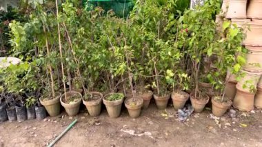 Bougainvillea bitkilerinde çiçek saksılarında yetişen küçük bitkiler.