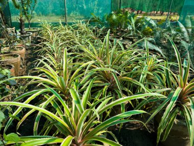 Süslü ananas bromeliad bitkisi