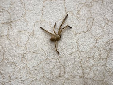 Yaralı örümceğin kayıp bacakları duvarda sürünüyor. Yakın çekim.