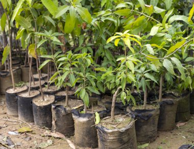 Tencerede yetişen genç mango ağaçları tarlalara nakledilmeye hazır.