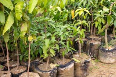 Bahçe merkezinde satılık mango fidanları.
