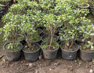 Çocuk odasında küçük saksılarda büyüyen Crassula ovata (Yeşim Bitkisi)