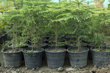 Plastik kaplarda yetişen Araucaria küçük bitkileri