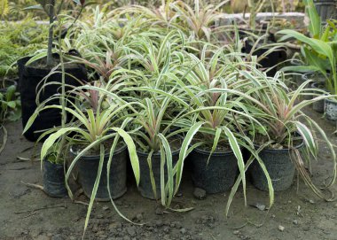 Süslü ananas bitkileri fidanlıklarda yetişir.