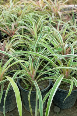 Süslü ananas fabrikalarının yakın görüntüsü