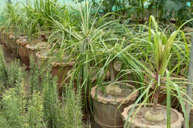 Beaucarnea ponytail palm in large pots clipart