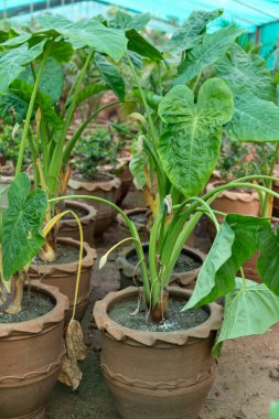 Alocasia fil kulak bitkileri saksıda