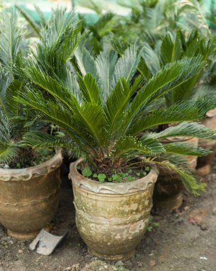 Sago kral palmiye bitkileri kreşte