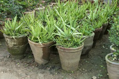 Aloe vera bitkileri saksılarda yetişiyor