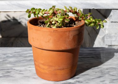 Midstripe rainbow bush in a terracotta pot. Selective focus. clipart