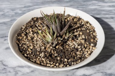 Değişik haworthia sulu bitki seramik bir tencerede ofset ile