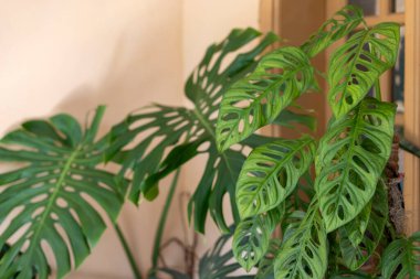 Monstera Acuminata, Monstera Adansonii veya Monstera Obliqua fabrikası