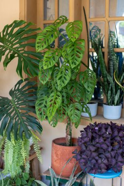 Monstera Monkey Mask veya obqua veya Adansonii tahta bir masada bir terasotta tenceresinde