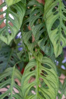 Canavar adansonii kalın, balmumu dokuya ve oval şekilli deliklere sahiptir. Ayrıca İsviçre peyniri bitkisi olarak da bilinir..