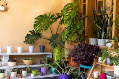 Dekoratif saksılarda tropikal canavarlar ve diğer kapalı bitki örtüleri sergileniyor.