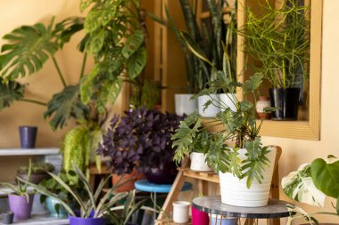 Güzel Monstera Deliciosa seramik dekoratif kaplarda çeşitli bitki çeşitleri ile kapalı bahçede