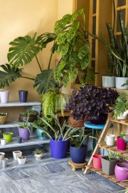 Canlı bir köşe bahçesindeki dekoratif saksılarda kapalı bitkiler. Monstera deliciosa renkli tencereler ve yemyeşil çiçeklerle kapalı bitki düzeninde..