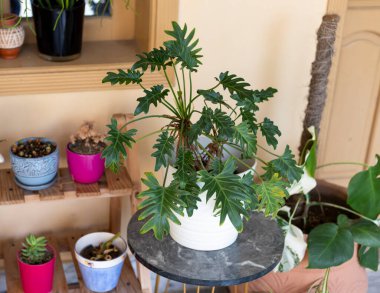 Philodendron Xanadu beyaz seramik ekici, modern kapalı bahçe fikirleri.