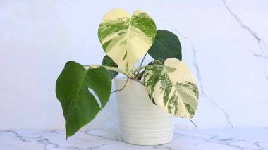 Monstera borsigiana albo çeşitleri beyaz bir seramik kapta