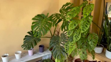 Canlı bir köşe bahçesindeki dekoratif saksılarda kapalı bitkiler. Monstera deliciosa renkli tencereler ve yemyeşil çiçeklerle kapalı bitki düzeninde..