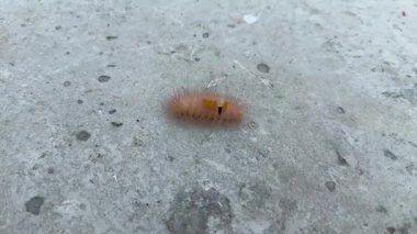 Beton zeminde sürünen Sycamore güve tırtılının yakın görüntüsü.