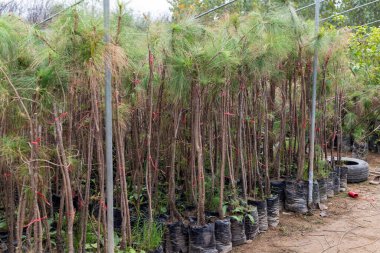Avustralya Çamı (Casuarina equisetifolia) fideleri kreşte