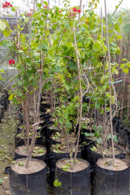 Bougainvillea fideleri fidanlıklarda yetişiyor.