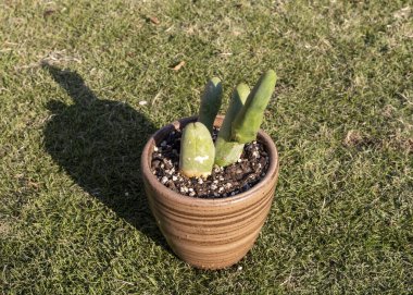 Closeup of a ornamental penis cactus plant in ceramic decorative flowerpot