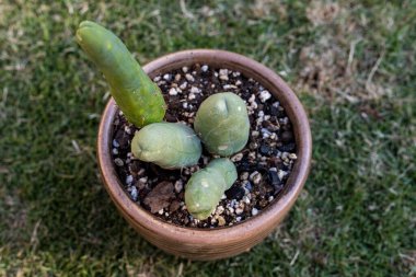 Ornamental penis cactus plant in a ceramic pot. Rare cactus. clipart