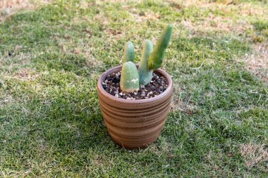 Trichocereus bridgesii monstrose Penis Cactus in a Brown Ceramic Pot clipart