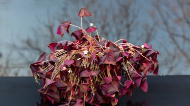 Oxalis triangularis mor yoncalar akşam vakti düşük ışığa tepki olarak kapalı yapraklar.