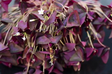 Closeup of a Oxalis triangularisshamrock plant leaves folded due changes in turgor pressure in cells at the base of the leaf. It is an example of photonasty. Purple shamrock closed it leaves in low light at night time. clipart