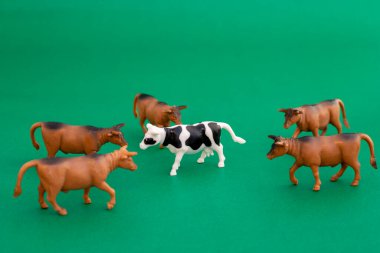 Brown bulls circling a lone black and white cow figurine clipart