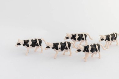 Beyaz arka planda, kopyalama alanı olan siyah beyaz inek sürüsü.