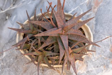 Top view of an aloe hybrid succulent plant in pot. Pink blush aloe succulent in decorative ceramic pot on marble floor texture background clipart