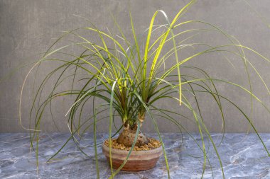 Beaucarnea recurvata or elephant's foot or ponytail palm bonsai against a grey wall and on ceramic floor clipart