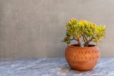 Crassula gollum in a beautiful terracotta flowerpot with a blank space for your text clipart