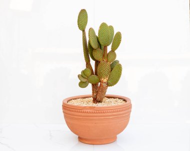 Orange bunny ears cactus Opuntia microdasys plant in a clay pot on white background with copy space clipart