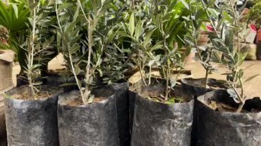 Olive Saplings 'in plastik poşetteki yakın çekimi. Tarlalardaki Çiftlik İçin Hazır.